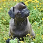 Quanto bene comprendi i termini audiofili?