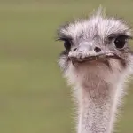 Dopotutto è un grande mondo musicale, boomer...