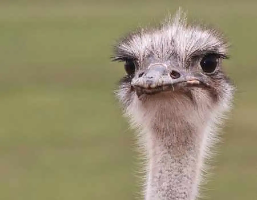 Dopotutto è un grande mondo musicale, boomer...