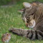 Il gioco del gatto e del topo dei prezzi predatori