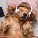 Editoriale: Life And Music After COVID-19