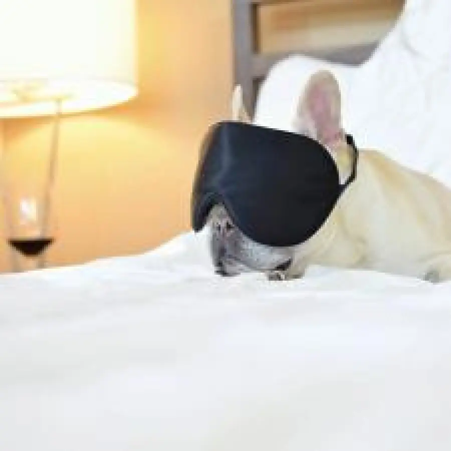 Cosa potrebbe imparare l'industria AV da un'azienda di lettiera sciocca