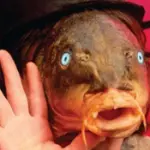 Riedizione della replica di Trout Mask di Captain Beefheart su vinile da Third Man Records