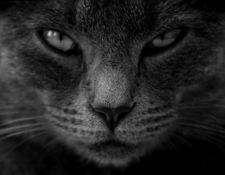 Puoi leggere gli occhi di un audiofilo?