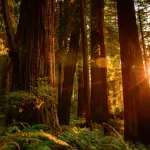 Sondaggio: quanto spesso guardi contenuti HDR?