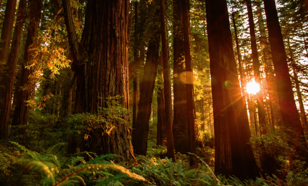 Sondaggio: quanto spesso guardi contenuti HDR?