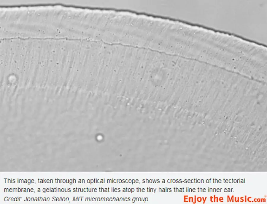Ricerca del MIT: Perché le orecchie hanno una sensibilità 