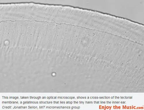 Ricerca del MIT: Perché le orecchie hanno una sensibilità 