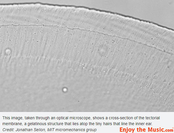 Ricerca del MIT: Perché le orecchie hanno una sensibilità "squisita"